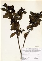 藏品(山黃梔)的圖片